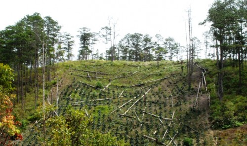 Rừng bị chặt phá ngổn ngang (Vị trí này cách trụ sở BQL rừng Phi Liêng khoảng 3km) 