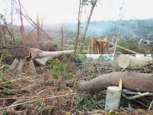 Nhiều dự án trồng rừng, trồng cao su… ở Đắk Lắk đang để mất rừng một cách tràn lan
