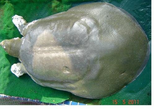 "Cụ" rùa Hồ Gươm được đưa lên chữa trị hồi tháng 5/2011