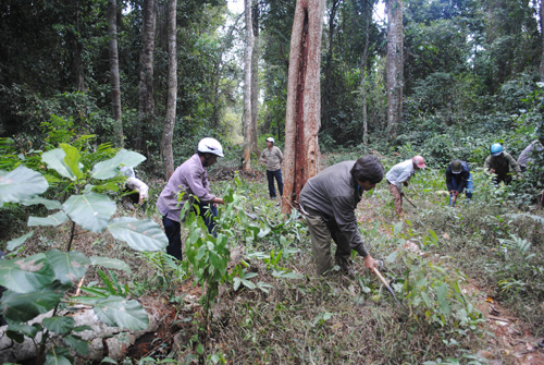 Chăm sóc và bảo vệ rừng là công việc thường xuyên của người dân làng Groi