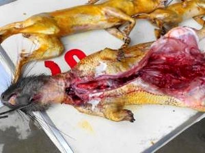 Bày bán công khai thịt động vật hoang dã tại chùa Hương (Ảnh: ENV)