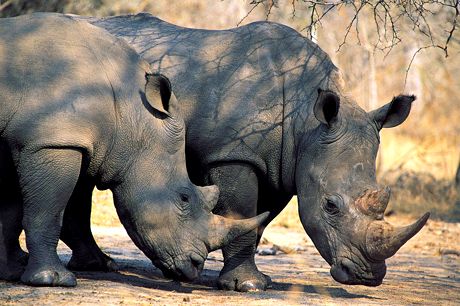 Duan Biggs cho rằng các nước càng kiểm soát chặt chẽ hoạt động buôn bán sừng tê giác thì bọn săn trộm càng muốn giết tê giác (Ảnh: goafrica.about.com)