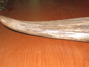 Chiếc sừng tê giác giả do tiến sỹ Thế cung cấp