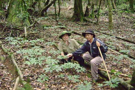 Đỉnh Ngọc Linh chỉ còn lại sâm trồng