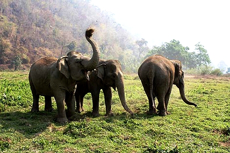 Những con voi tại Thái Lan (Ảnh: bigearth.com)