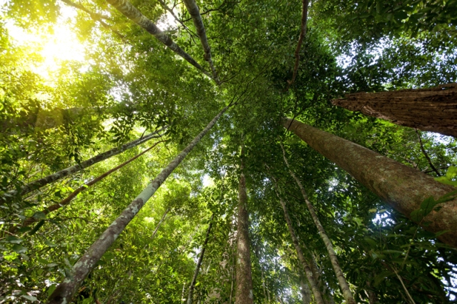 Các công ty Trung Quốc đang tăng cường đầu tư vào rừng ở châu Phi để đáp ứng nhu cầu về gỗ (Ảnh minh họa: Redd-services.info)