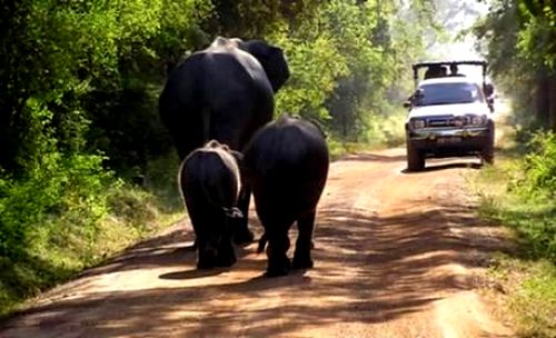 Một trong những nguyên nhân voi rừng tuyệt chủng là do những con đường