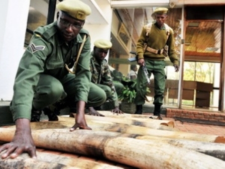 Tang vật một vụ buôn lậu ngà voi ở Kenya (Ảnh: AFP)