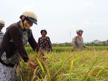 Lúa trên cánh đồng bị lấy vào KCN An Nhựt Tân có năng suất rất cao