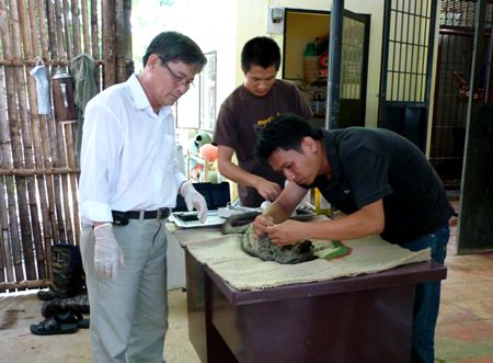 Bác sĩ thú y Nguyễn Văn Cường đang phẫu thuật nối gân cho một cá thể cầy vòi bị dính bẫy của thợ săn
