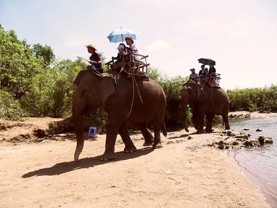 Không chỉ voi hoang dã, số voi nhà tỉnh Đắk Lắk cũng đang hao hụt dần