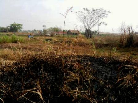 Đất bị quy hoạch KCN Xuân Thới Thượng khô khốc, cháy đen nham nhở 