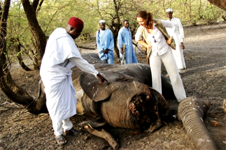 Người dân trong một làng gần hiện trường vụ thảm sát voi tại Chad nói chuyện với một nhà bảo tồn bên cạnh xác một con voi (Ảnh: AP)