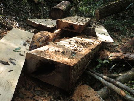 50 ha rừng pơ mu hàng trăm năm tuổi ở VQG Vũ Quang đã bị đốn hạ (Ảnh: Dân Trí)