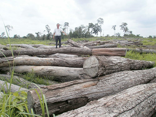 Gỗ tận thu của một dự án trồng cao su ở Đắk Lắk