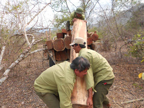 Lực lượng chức năng thu giữ số gỗ quý bị khai thác trái phép (Ảnh: L.Trường/www.nld.com.vn)