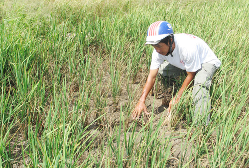 Lúa chưa trổ đòng đã thiếu nước ngọt ở Sóc Trăng (Ảnh: Báo Tin tức)