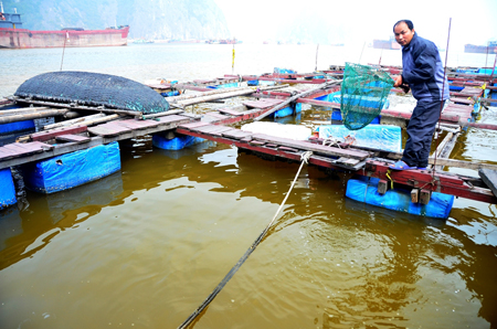 Bè nuôi cá xơ xác trôi nổi giữa biển Cẩm Phả