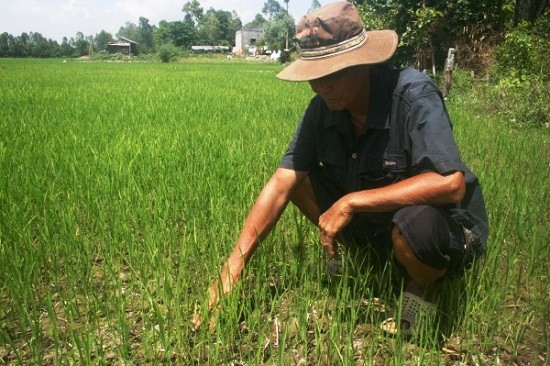 Hạn mặn làm lúa xuân hè ở Bến Tre chết khô