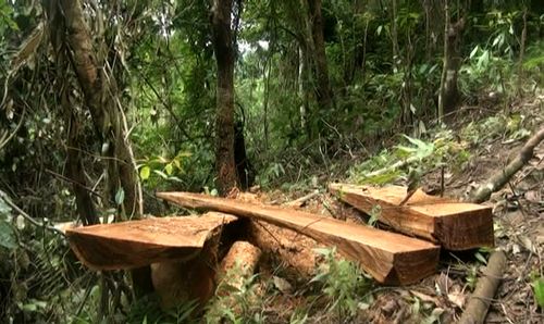 Các cây gỗ bị xẻ ngay giữa rừng Mường Phăng (Ảnh: dienbientv.vn)