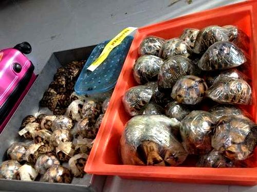 Những con rùa lưỡi cày mà cảnh sát Thái Lan thu giữ tại Bangkok (Ảnh: P.Tansom/TRAFFIC)