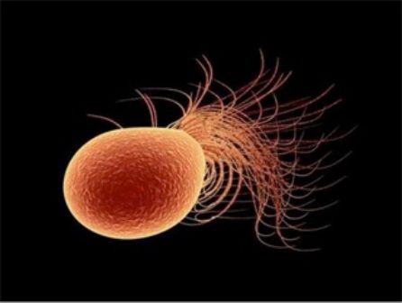 Vi khuẩn Pyrococcus furiosus là một loại vi sinh vật sống ở những vùng nước biển siêu nóng gần những lỗ địa nhiệt (Ảnh: Trường Đại học Khoa học và Công nghệ Missouri cung cấp)