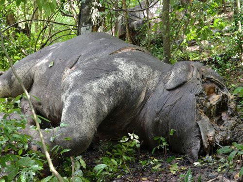 Một cá thể voi bị sát hại (Ảnh: daknong.gov.vn)