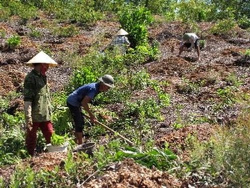 Công nhân Công ty Lâm nghiệp Đô Lương (Nghệ An) tổ chức trồng rừng vụ Thu (Ảnh: Nguyễn Văn Nhật/TTXVN)