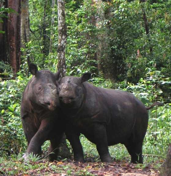 Tê giác Sumatra hiện được xếp ở mức Cực kỳ Nguy cấp (CE) trong Sách đỏ IUCN