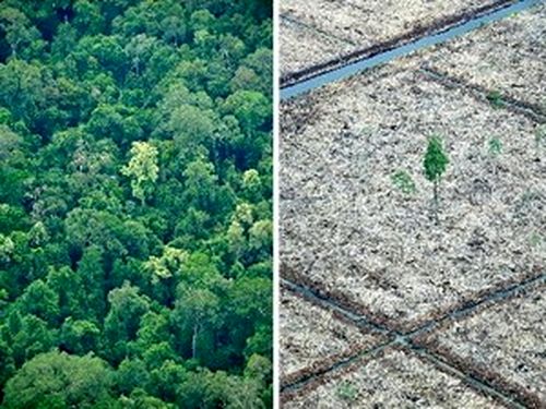 Rừng bị khai thác trơ trụi để phục vụ ngành sản xuất giấy tại Indonesia (Ảnh: AFP)