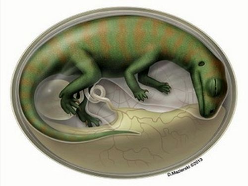 Tranh mô phỏng bào thai khủng long trong trứng được tìm thấy ở tỉnh Vân Nam, Trung Quốc (Ảnh: Nature)