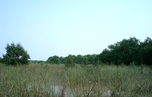 Đến 2020, diện tích đất rừng phòng hộ của tỉnh Khánh Hòa là 111.000 ha (Ảnh: ThienNhien.Net)