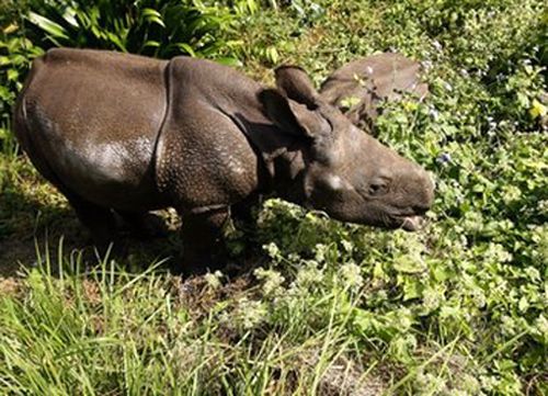 Số lượng tê giác trong vườn quốc gia Chitwan tăng thêm 500 con
