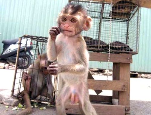 Một chú khỉ bị xích để chào bán trên đường phố ở TP. HCM (Ảnh: Công an Nhân dân)