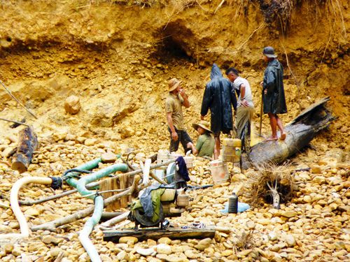 Phu vàng tàn sát rừng nguyên sinh (Ảnh: H.T/Tiền Phong)