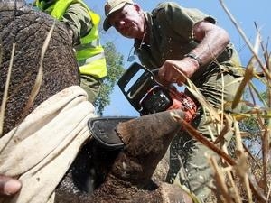 Cưa sừng tê giác tại vườn quốc gia để tránh săn trộm (Ảnh: AFP/TTXVN)