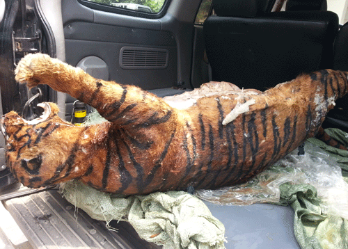 Cá thể báo hoa mai (Ảnh: Hà An/Thanh Niên)