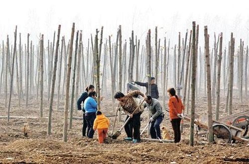 Người dân ở thành phố Tianying trồng cây để cải thiện môi trường sống
