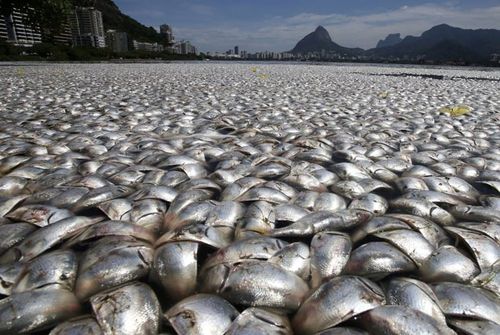 Hàng chục tấn cá chết hàng loạt tại một hồ ô nhiễm ở Rio de Janeiro, Brazil (Ảnh: SAI)