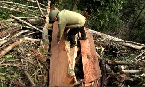 Một trong những điểm phá rừng trái phép bị cơ quan chức năng Điện Biên phát hiện (Ảnh: Báo Điện Biên) 