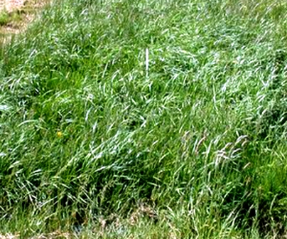 Khoảng đất sét mà các nhà nghiên cứu trồng thử nghiệm loài cỏ mới tại Devon, Anh (Ảnh: BBC)