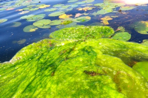 Sự bùng nổ của tảo là một trong những biểu hiện rõ nét của ô nhiễm chất dinh dưỡng (Ảnh: Rusty Clark/Creative Commons)
