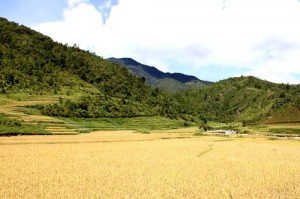 Ảnh minh họa: ThienNhien.Net