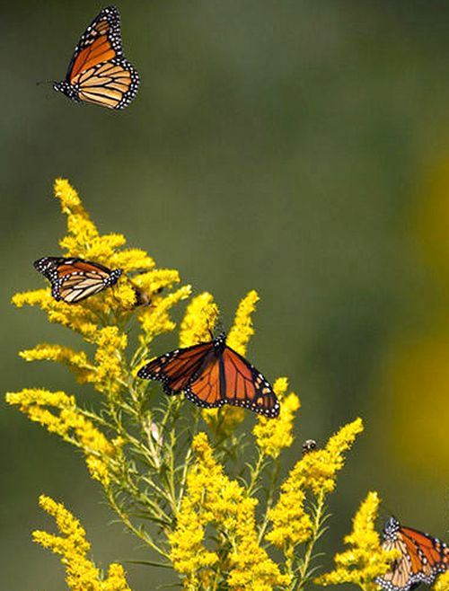 Cứ vào tháng 8 hàng năm, bướm chúa di cư từ Bắc Mỹ xuống phương nam. Chúng quay về phương bắc vào mùa xuân.
