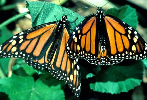 Vân trên cánh của bướm cái đậm hơn so với bướm đực. Cơ thể bướm đực lớn hơn một chút so với bướm cái.