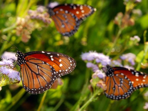 Giống như nhiều loài côn trùng khác, bướm chúa có 6 chân nhưng chúng thường chỉ di chuyển bằng 4 chân, do hai chân trước áp sát vào thân.