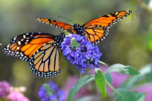 Đây là loài bướm duy nhất di cư theo cả hai hướng nam - bắc và bắc - nam như những loài chim.