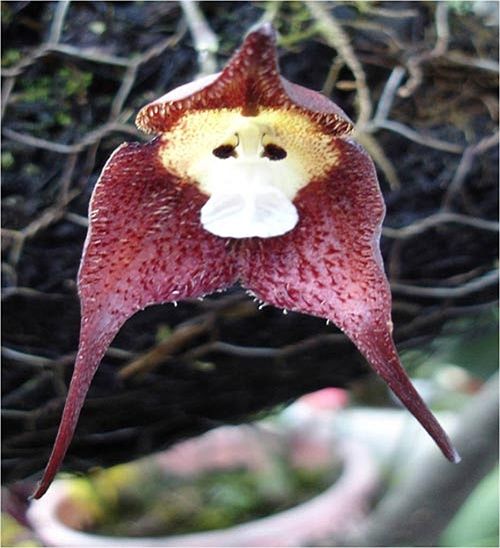 Nếu nhìn từ khoảng cách vài mét, bông hoa lan này chẳng khác gì một chú khỉ tí hon đang tròn mắt tò mò nhìn bạn