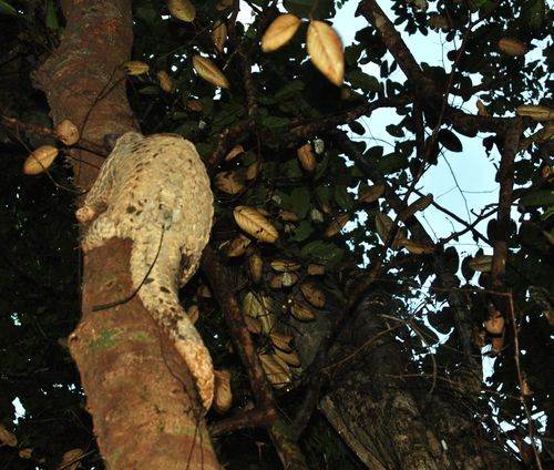 6 cá thể tê tê Java sẽ lần lượt được thả trở lại Vườn quốc gia Cát Tiên