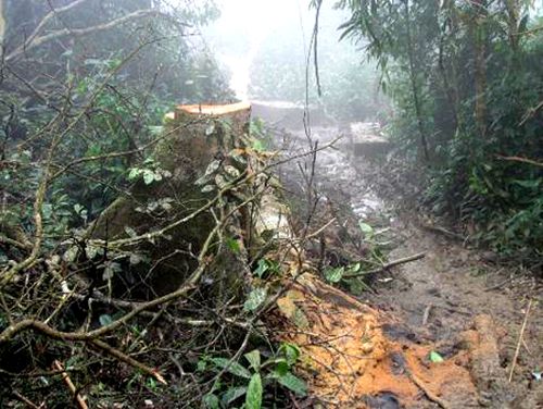 Rừng ở Vườn quốc gia Vũ Quang bị chặt phá (Ảnh: Nông nghiệp Việt Nam)